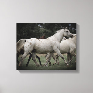 Appaloosa Running Free Canvas Afdruk