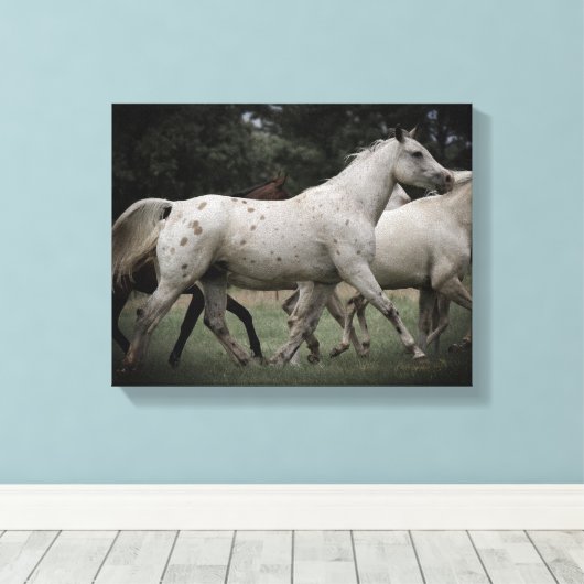 Appaloosa Running Free Canvas Afdruk (Insitu (Houten vloer))