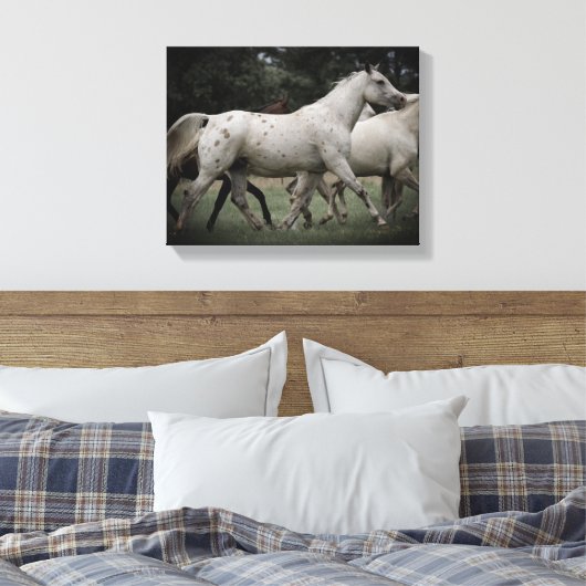 Appaloosa Running Free Canvas Afdruk (Insitu (Slaapkamer))