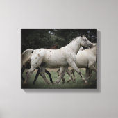 Appaloosa Running Free Canvas Afdruk (Voorkant)