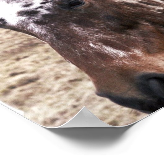 Appaloosa Stallion Print (Hoek)