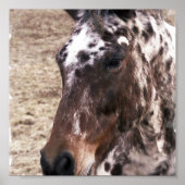 Appaloosa Stallion Print (Voorkant)