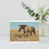 Appalosa-mare op de prairies briefkaart (Staand voorkant)