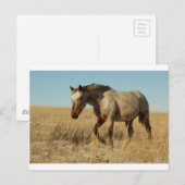 Appalosa-mare op de prairies briefkaart (Voorkant / Achterkant)
