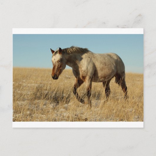 Appalosa-mare op de prairies briefkaart (Voorkant)
