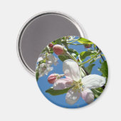 APPARAAT BLOSSOMS MAGNETS Roze bloesems Apple Magneet (Voorkant / Achterkant)