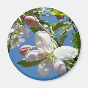 APPARAAT BLOSSOMS MAGNETS Roze bloesems Apple Magneet