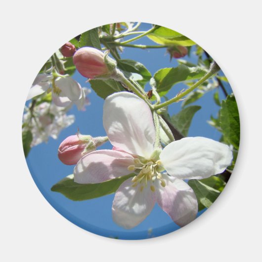 APPARAAT BLOSSOMS MAGNETS Roze bloesems Apple Magneet (Voorkant)