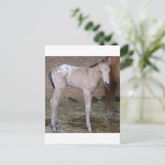 appbabe briefkaart (Staand voorkant)