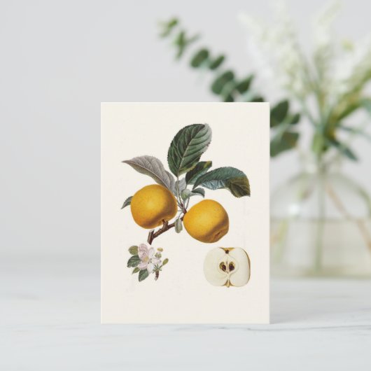 Appel Briefkaart (Staand voorkant)