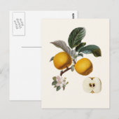 Appel Briefkaart (Voorkant / Achterkant)