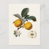 Appel Briefkaart (Voorkant)