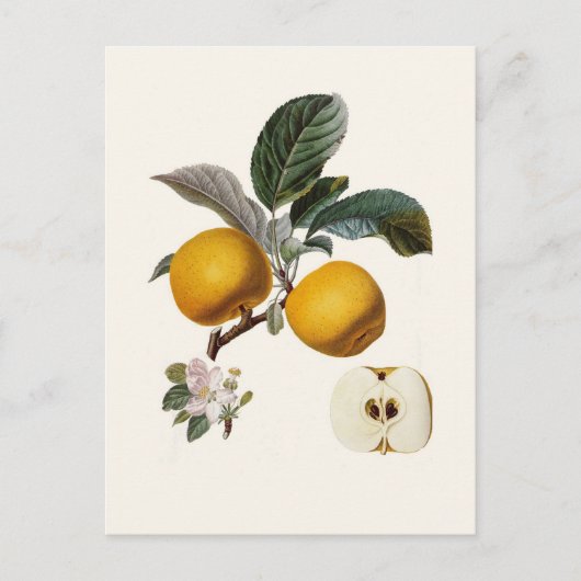 Appel Briefkaart (Voorkant)