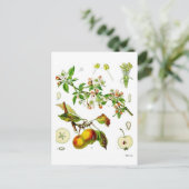 Appel Briefkaart (Staand voorkant)