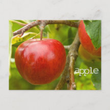 "appel" Briefkaart uit Spreuken 7:2
