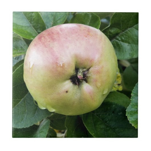 APPEL TEGELTJE (Voorkant)