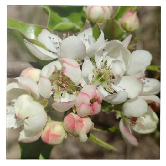 Appelbloem Tegeltje (Voorkant)