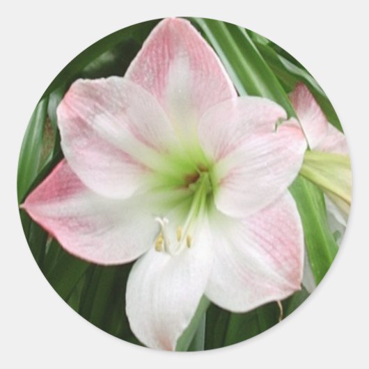 Appelbloesem Amaryllis Romantische Sticker (Voorkant)