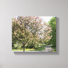 Appelbloesem Boom Canvas Afdruk