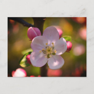 Appelbloesem Briefkaart