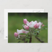 appelbloesem en groene bladeren briefkaart (Voorkant / Achterkant)