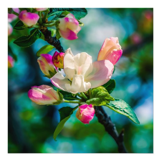 Appelbloesem en knoppen foto afdruk (Voorkant)