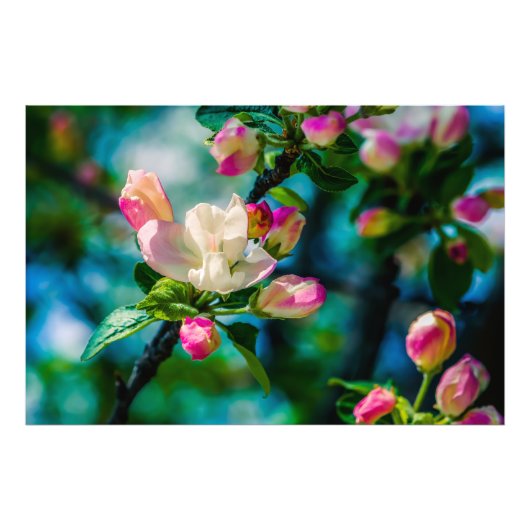 Appelbloesem en knoppen foto afdruk (Voorkant)
