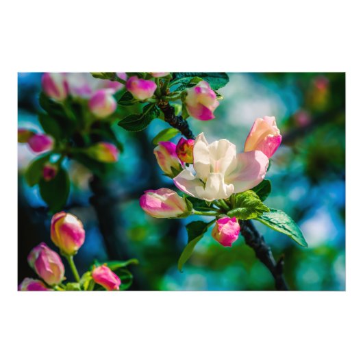 Appelbloesem en knoppen foto afdruk (Voorkant)