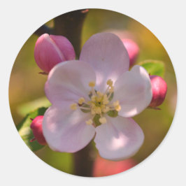 Appelbloesem in de lente ronde sticker