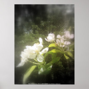 appelbloesems #2, brandpunts zwart-wit poster
