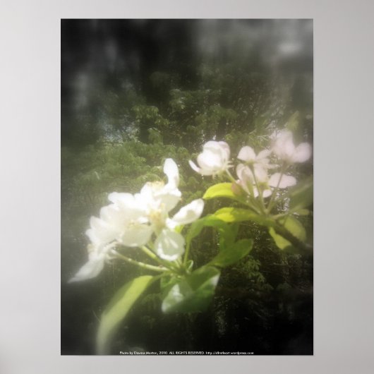 appelbloesems #2, brandpunts zwart-wit poster (Voorkant)