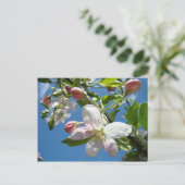 APPELBLOESEMS Ansichtkaarten Lentekaarten Briefkaart (Staand voorkant)