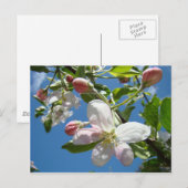 APPELBLOESEMS Ansichtkaarten Lentekaarten Briefkaart (Voorkant / Achterkant)