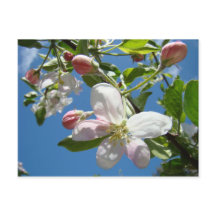 APPELBLOESEMS Ansichtkaarten Lentekaarten