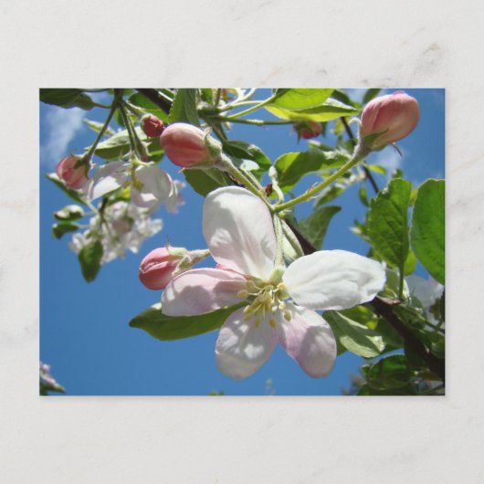 APPELBLOESEMS Ansichtkaarten Lentekaarten Briefkaart (Voorkant)