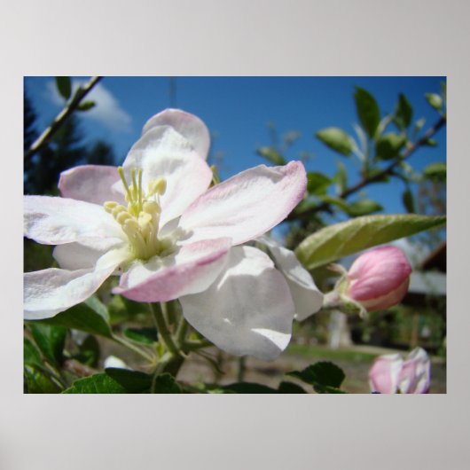 APPELBLOESEMS Bloemen Kunst Prints Gelijnd Kunst (Voorkant)