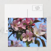 Appelbloesems Briefkaart (Voorkant / Achterkant)