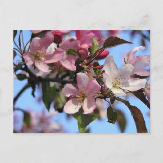 Appelbloesems Briefkaart (Voorkant)