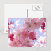 appelbloesems briefkaart (Voorkant / Achterkant)