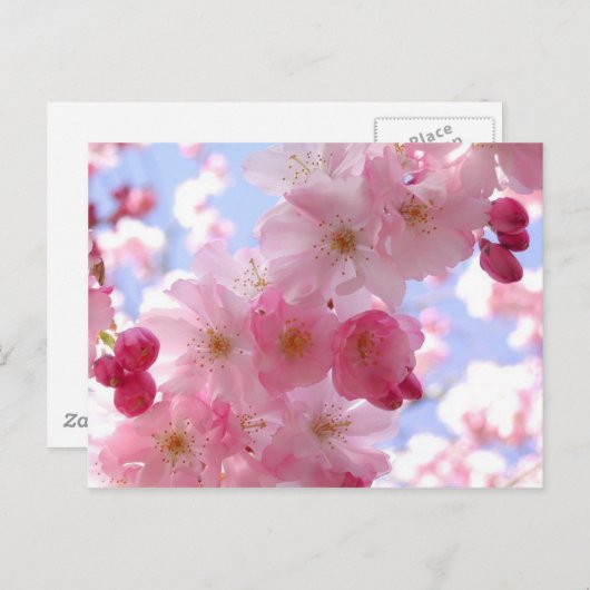 appelbloesems briefkaart (Voorkant / Achterkant)