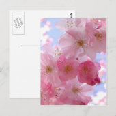 appelbloesems briefkaart (Voorkant / Achterkant)