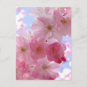 appelbloesems briefkaart