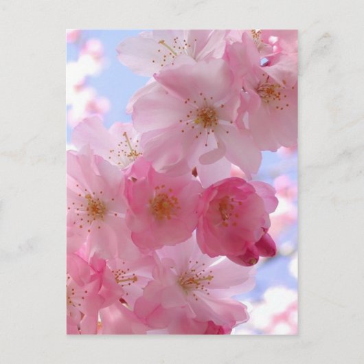 appelbloesems briefkaart (Voorkant)