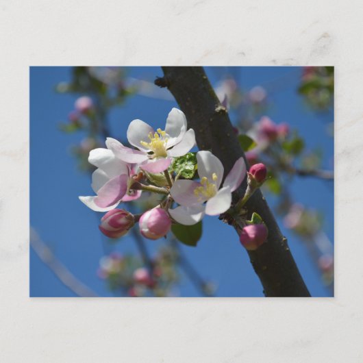 Appelbloesems - Een bloeiende tak van appelboom Briefkaart (Voorkant)