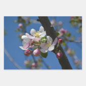 Appelbloesems - Een bloeiende tak van appelboom Inpakpapier Vel (Voorkant)