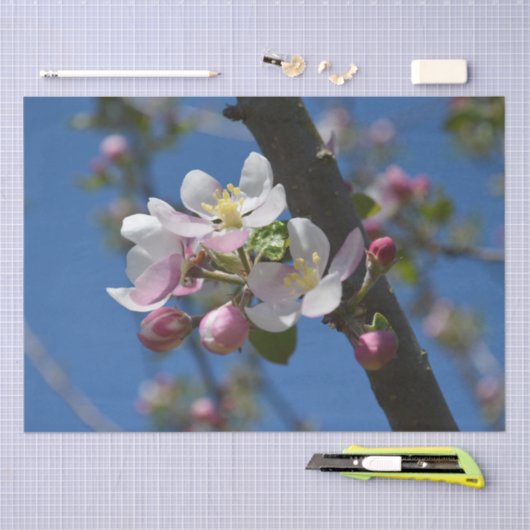 Appelbloesems - Een bloeiende tak van appelboom Tissuepapier (Craft)