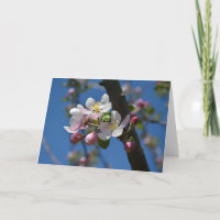 Appelbloesems - Een bloeiende tak van een appelboo