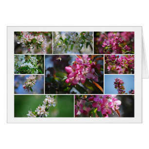 Appelbloesems en honingbijen