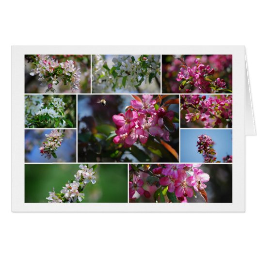 Appelbloesems en honingbijen (Voorkant Horizontaal)