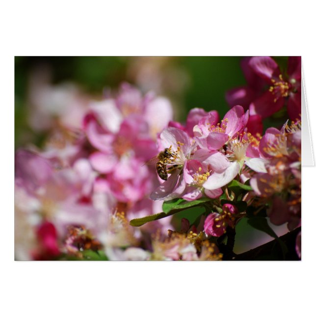 Appelbloesems en honingbijen (Voorkant Horizontaal)